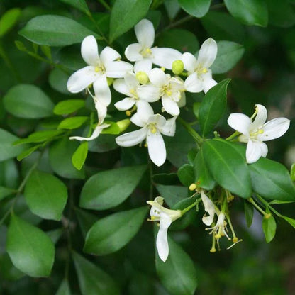 Murraya Paniculata Flower seeds for Planting, Hardy Variety Heirloom & GMO Free Seeds for Home Garden