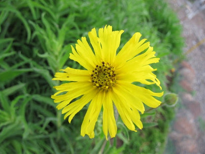 Spring Madia Flower seeds for Planting Low Maintenance Heirloom & GMO Free Seeds for Home Garden