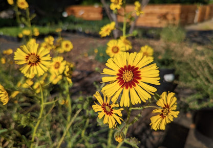 Spring Madia Flower seeds for Planting Low Maintenance Heirloom & GMO Free Seeds for Home Garden