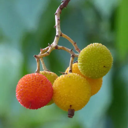 Dark Brown Arbutus Fruit Seeds - Perennial Garden Planting - Evergrowseeds