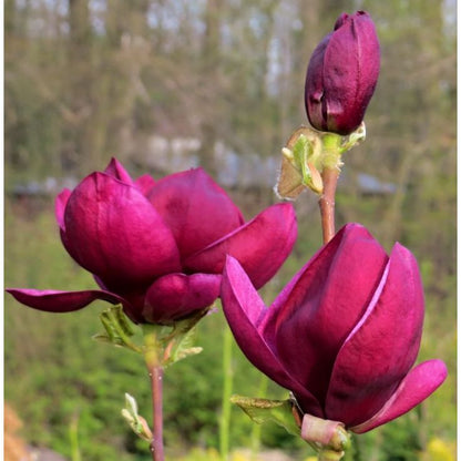 Yulan Magnolia Tulip Flower seeds for Planting - Pollinator Friendly, Heirloom & GMO Free Seeds for Home Garden