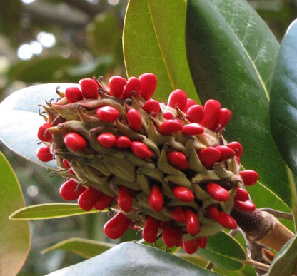 Magnolia Flower seeds for Planting - Easy to Grow, Heirloom & GMO Free Seeds for Home Garden