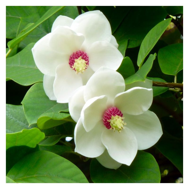 Premium Yulan White Flower seeds for Planting Fragrant Blossoms, Heirloom & GMO Free Seeds for Home Garden seeds
