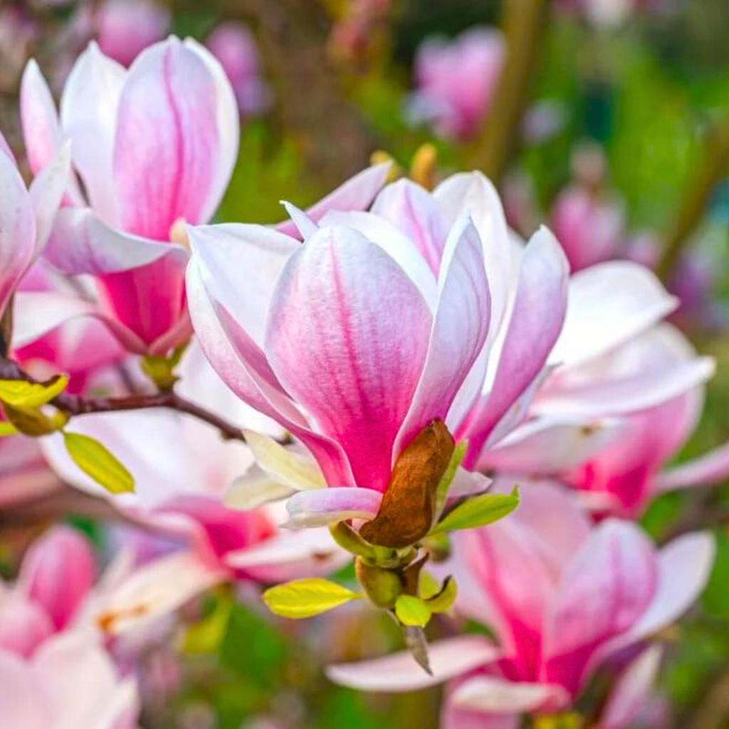 Soulangeana Flower seeds for Planting Cottage Garden Essential, Heirloom & GMO Free Seeds for Home Garden seeds for planting