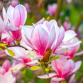 Soulangeana Flower seeds for Planting Cottage Garden Essential, Heirloom & GMO Free Seeds for Home Garden seeds for planting