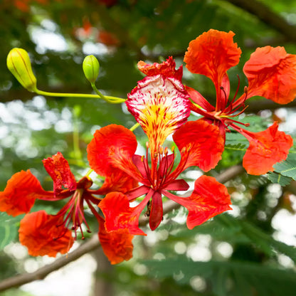Heirloom Gulmohar Flower seeds for Planting Perfect for Borders Heirloom & GMO Free Seeds for Home Garden