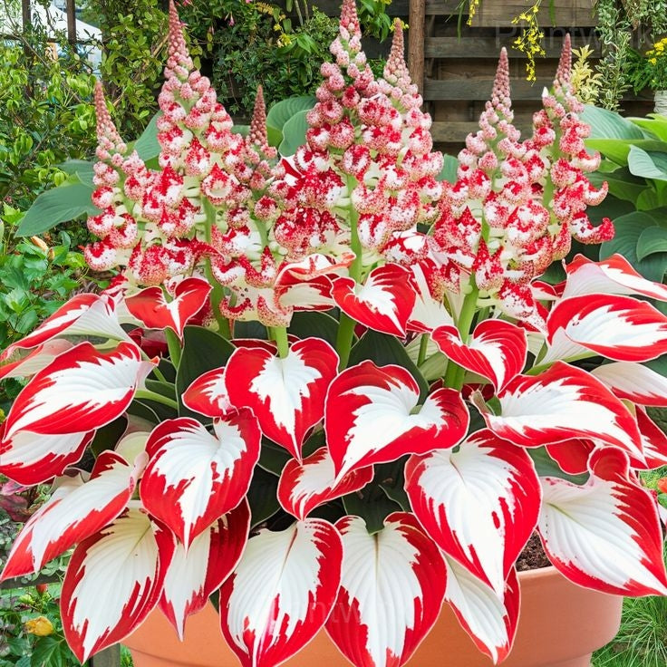 Premium Hosta Coleus Flower seeds for Planting Compact Growth, Heirloom & GMO Free Seeds for Home Garden seeds