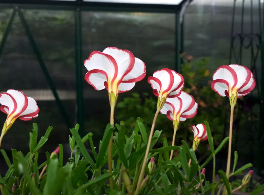 Oxalis Versicolor Flower seeds for Planting Seasonal Bloomer Heirloom & GMO Free Seeds for Home Garden