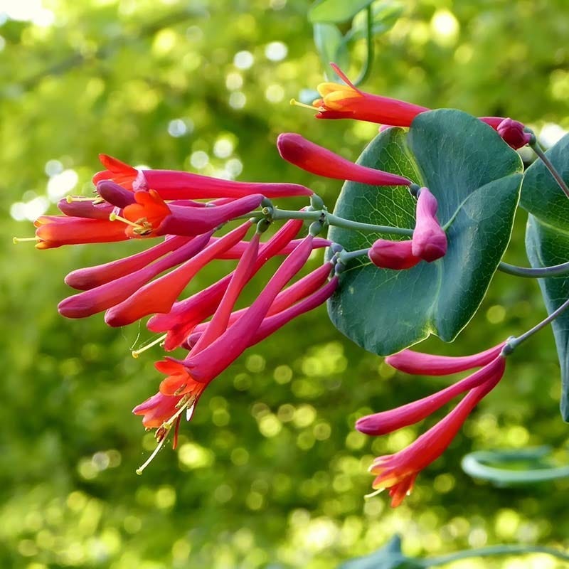 Honeysuckle Flower seeds for Planting - Drought Tolerant, Heirloom & GMO Free Seeds for Home Garden
