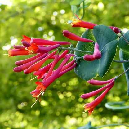Honeysuckle Flower seeds for Planting - Drought Tolerant, Heirloom & GMO Free Seeds for Home Garden