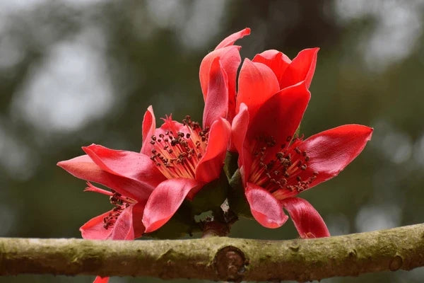 Premium Ceiba Flower seeds for Planting Shade Tolerant, Heirloom & GMO Free Seeds for Home Garden seeds