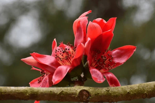 Premium Ceiba Flower seeds for Planting Shade Tolerant, Heirloom & GMO Free Seeds for Home Garden seeds