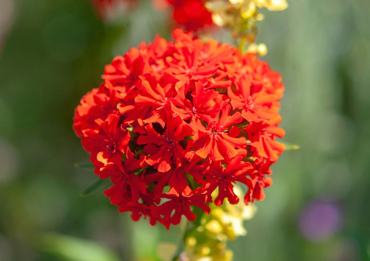 Maltese Cross Flower seeds for Planting, Perfect for Borders Heirloom & GMO Free Seeds for Home Garden