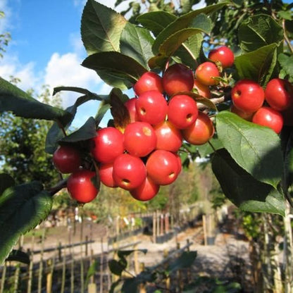 Malus baccata Himalayan crabapple seeds growing into healthy ornamental tree