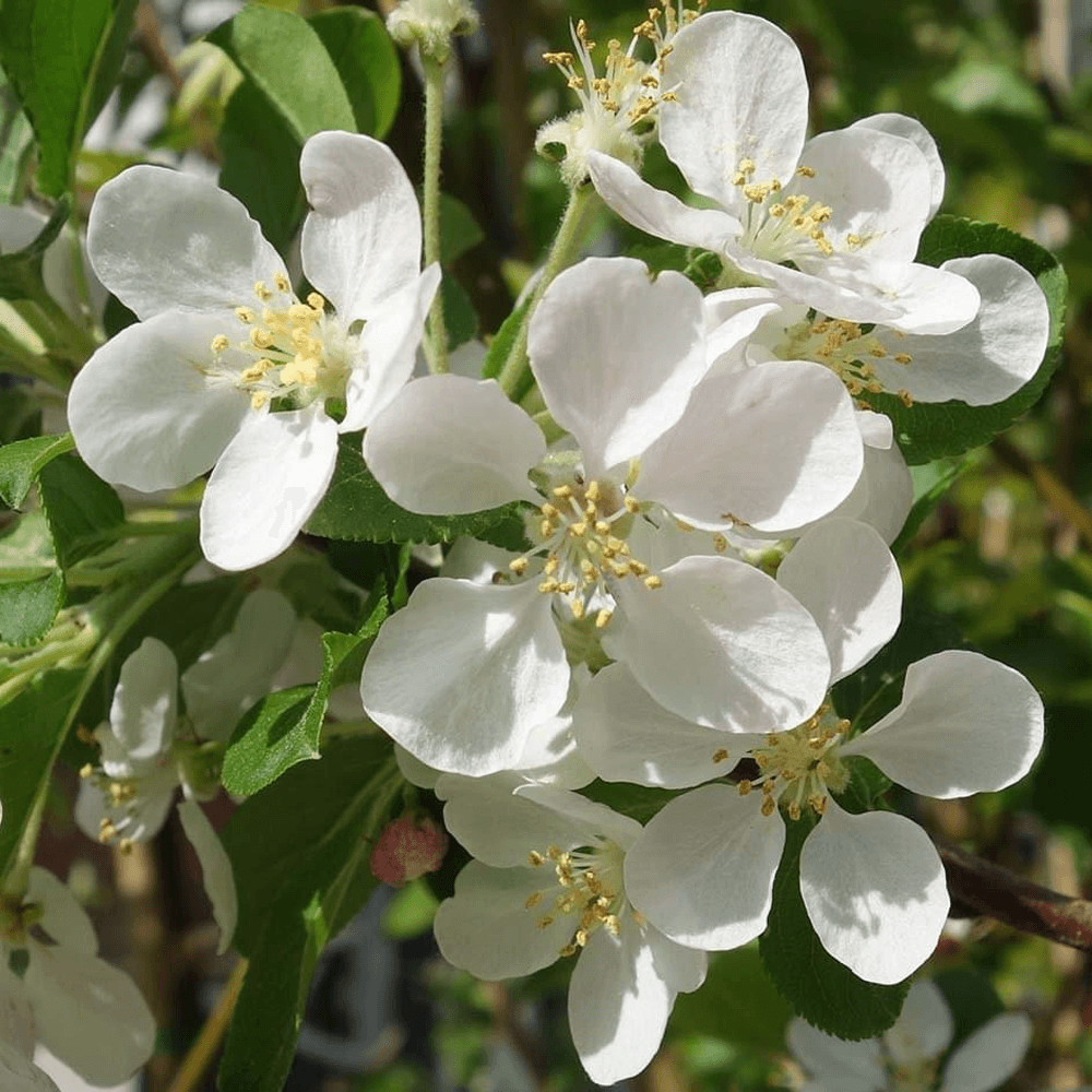Malus Flower seeds for Planting Low Maintenance Heirloom & GMO Free Seeds for Home Garden 
 
 Sale for planting in home garden