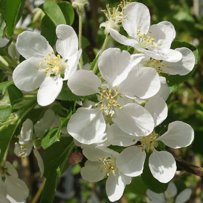 Malus Flower seeds for Planting Low Maintenance Heirloom & GMO Free Seeds for Home Garden 
 
 Sale for planting in home garden
