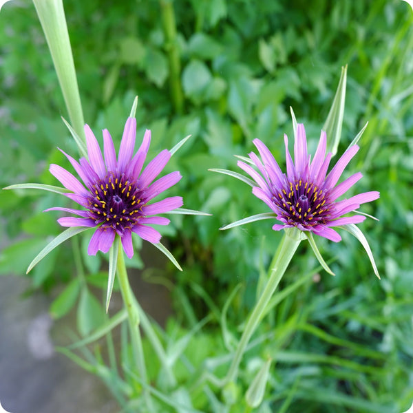 Mammoth Sandwich Island Salsify seeds Tragopogon porrifolius plant