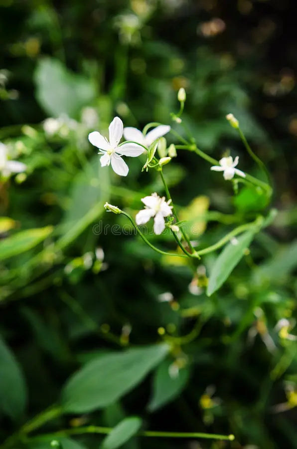 Green Manchurian Flower seeds for Planting Cottage Garden Essential, Heirloom & GMO Free Seeds for Home Garden vegetable and garden seeds