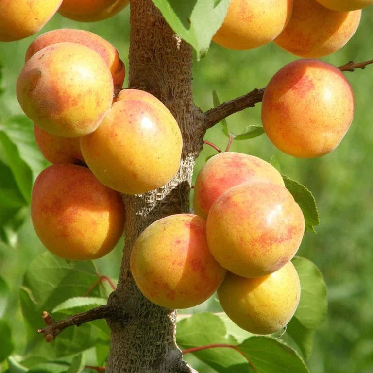 Manchurian Apricot Tree (Prunus mandshurica) Fruit Tree Flowering Seeds