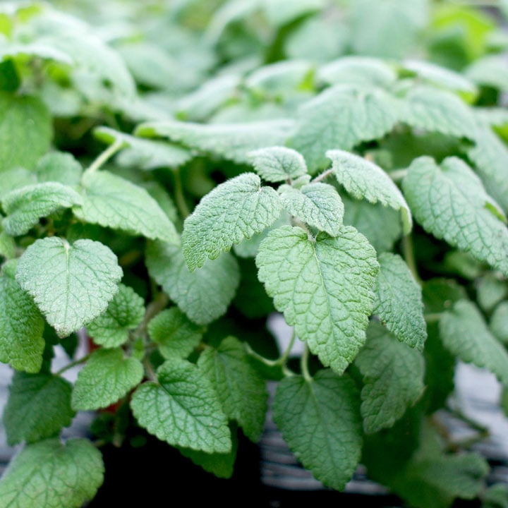 Mandarina Lemon Balm pale flowers attracting pollinators