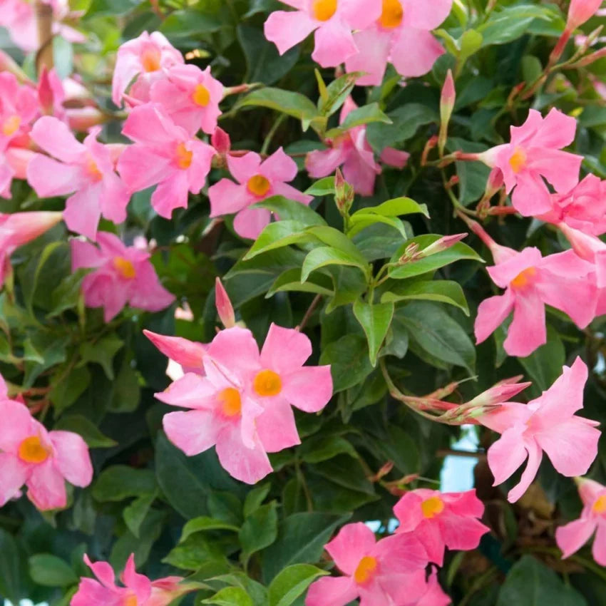 Mandevilla vines climbing trellis with pink white flowers