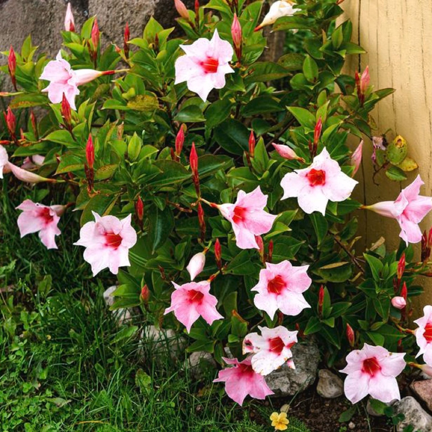 Mandevilla Sanderi Pink White Flower Seeds for Planting