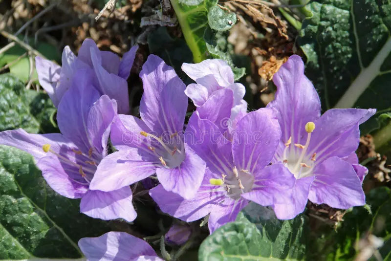 Mandragora Flower seeds for Planting Sun Loving, Heirloom & GMO Free Seeds for Home Garden vegetable and garden seeds