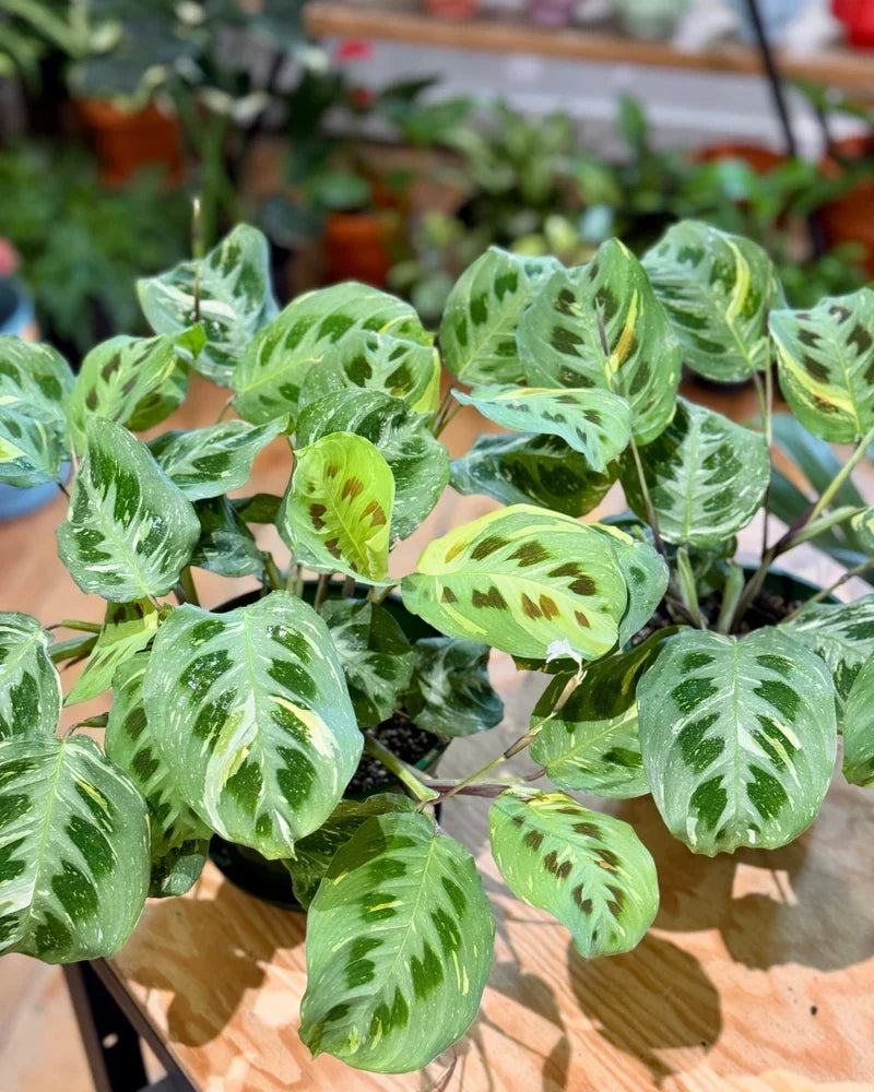 Premium Maranta Leuconeura Flower seeds for Planting Compact Growth, Heirloom & GMO Free Seeds for Home Garden seeds