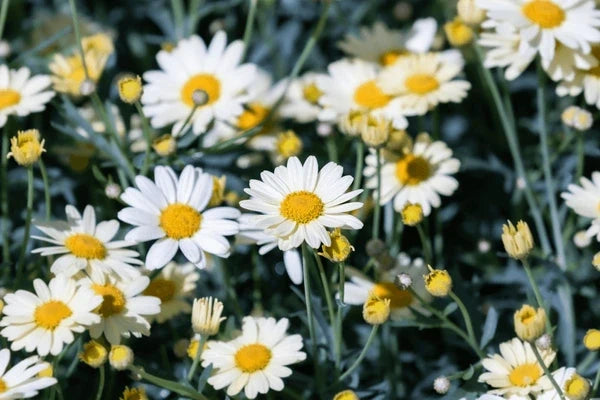 Premium Yellow White Argyranthemum Flower seeds for Planting Pollinator Friendly, Heirloom & GMO Free Seeds for Home Garden seeds