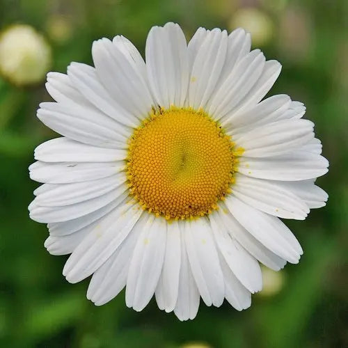 Yellow White Argyranthemum Flower seeds for Planting Pollinator Friendly, Heirloom & GMO Free Seeds for Home Garden vegetable and garden seeds