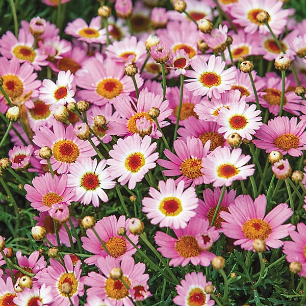 Mixed Argyranthemum Flower seeds for Planting Cut Flower Favorite, Heirloom & GMO Free Seeds for Home Garden vegetable and garden seeds