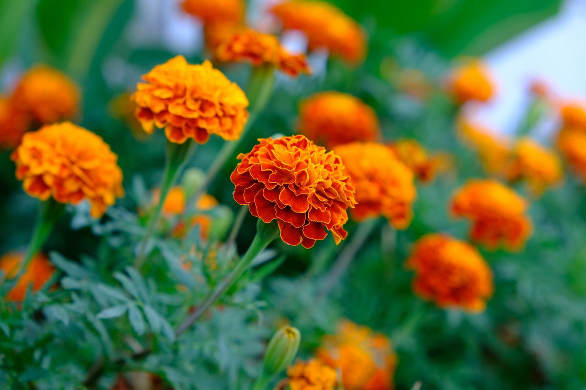 Aztec Marigold Flower seeds for Planting Cottage Garden Essential Heirloom & GMO Free Seeds for Home Garden