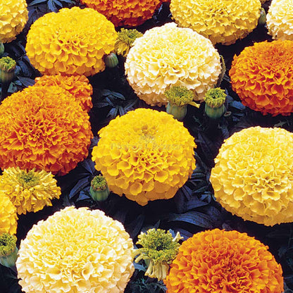 Mixed African Marigold Flower seeds for Planting - Sun Loving, Heirloom & GMO Free Seeds for Home Garden