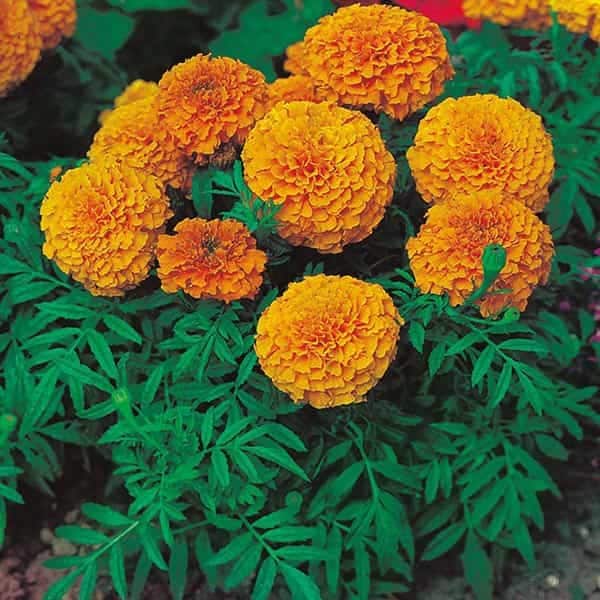Marigolds Flower seeds for Planting Bright Blooms Heirloom & GMO Free Seeds for Home Garden