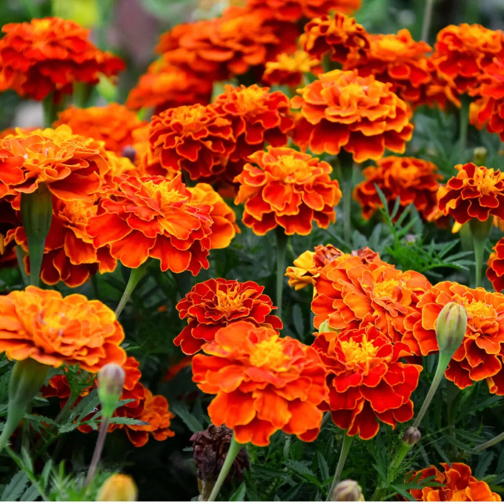 Marigold Flowers Decorating Garden Borders