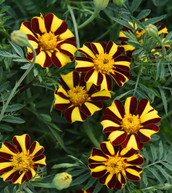 Marigold Mr Majestic Flower seeds for Planting Fragrant Blossoms Heirloom & GMO Free Seeds for Home Garden vegetable and garden seeds