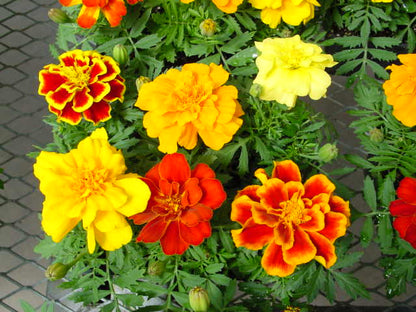 Patula Flower seeds for Planting Long Bloom Season Heirloom & GMO Free Seeds for Home Garden