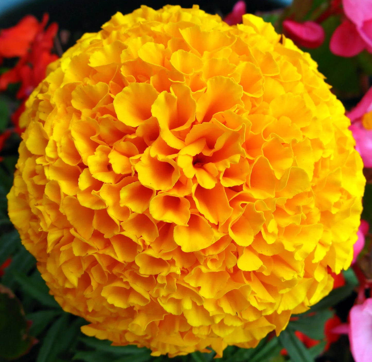 Marigold Flower seeds for Planting Drought Tolerant Heirloom & GMO Free Seeds for Home Garden