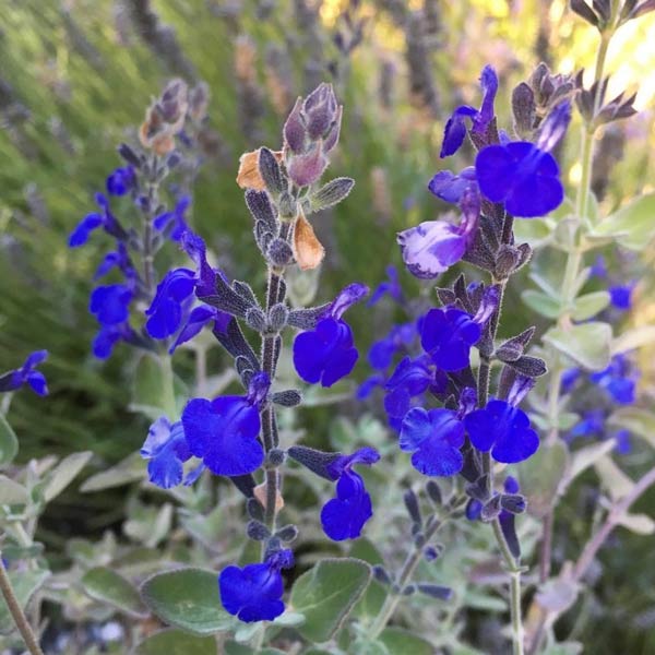 Premium Blue Marine Flower seeds for Planting Hardy Variety, Heirloom & GMO Free Seeds for Home Garden seeds