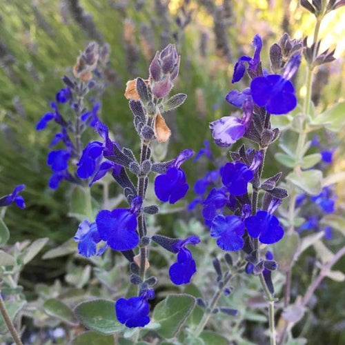 Premium Blue Marine Flower seeds for Planting Hardy Variety, Heirloom & GMO Free Seeds for Home Garden seeds