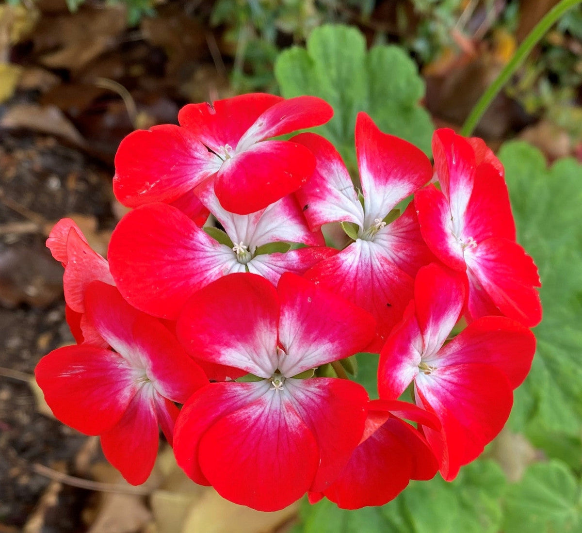 Geranium flower seeds maroon red and white