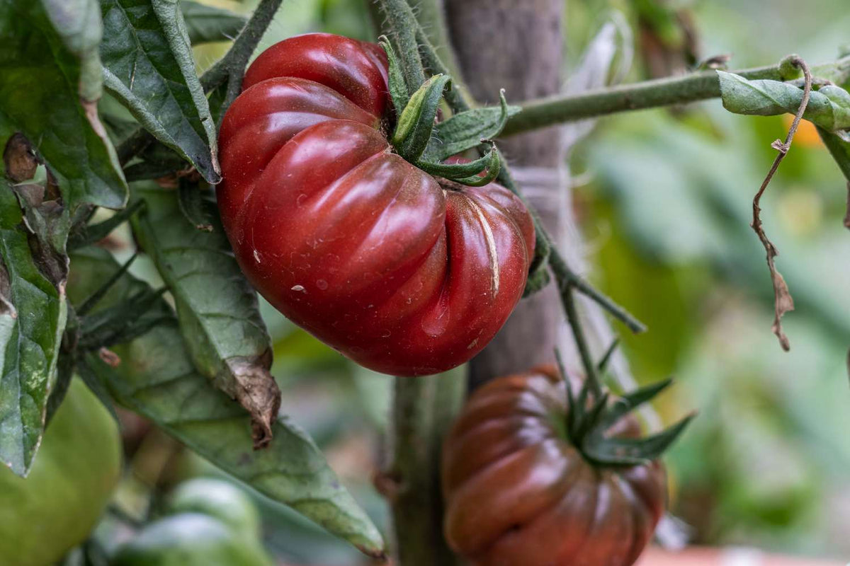 Maroon tomatoes growing on healthy plants