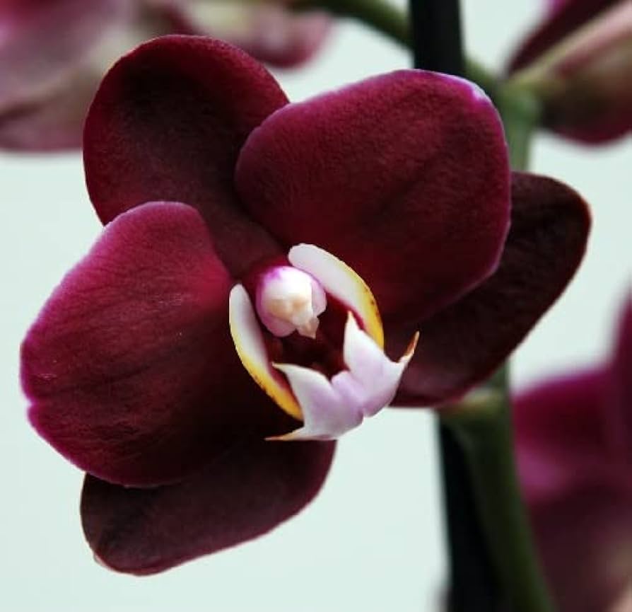 Maroon Butterfly Orchids Flower seeds for Planting Perfect for Borders, Heirloom & GMO Free Seeds for Home Garden seeds for planting