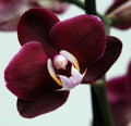 Maroon Butterfly Orchids Flower seeds for Planting Perfect for Borders, Heirloom & GMO Free Seeds for Home Garden seeds for planting