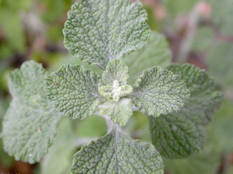 Marrubium vulgare foliage growing in full sun
