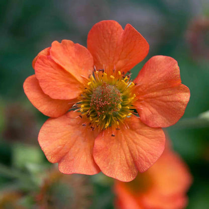 Geum Flower seeds for Planting Low Maintenance Heirloom & GMO Free Seeds for Home Garden