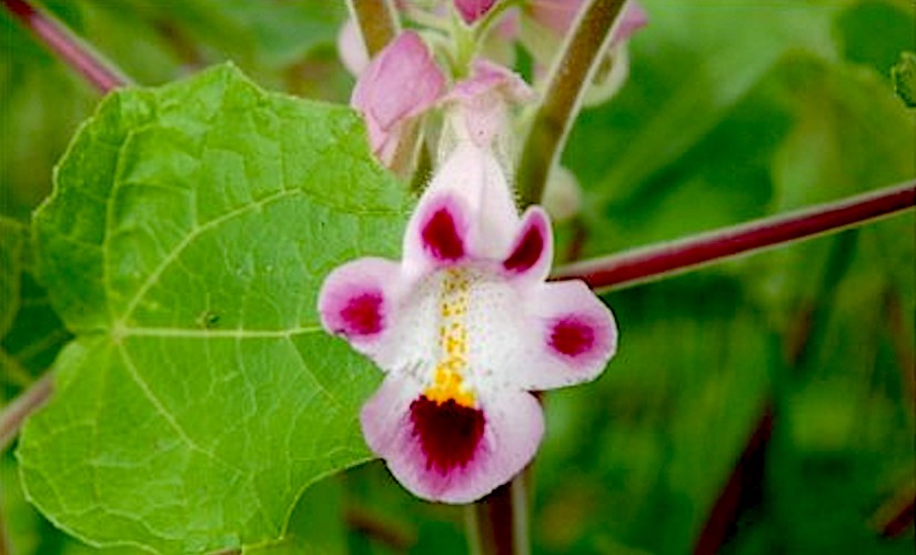 Pink Martynia Flower seeds for Planting Shade Tolerant, Heirloom & GMO Free Seeds for Home Garden seeds for planting