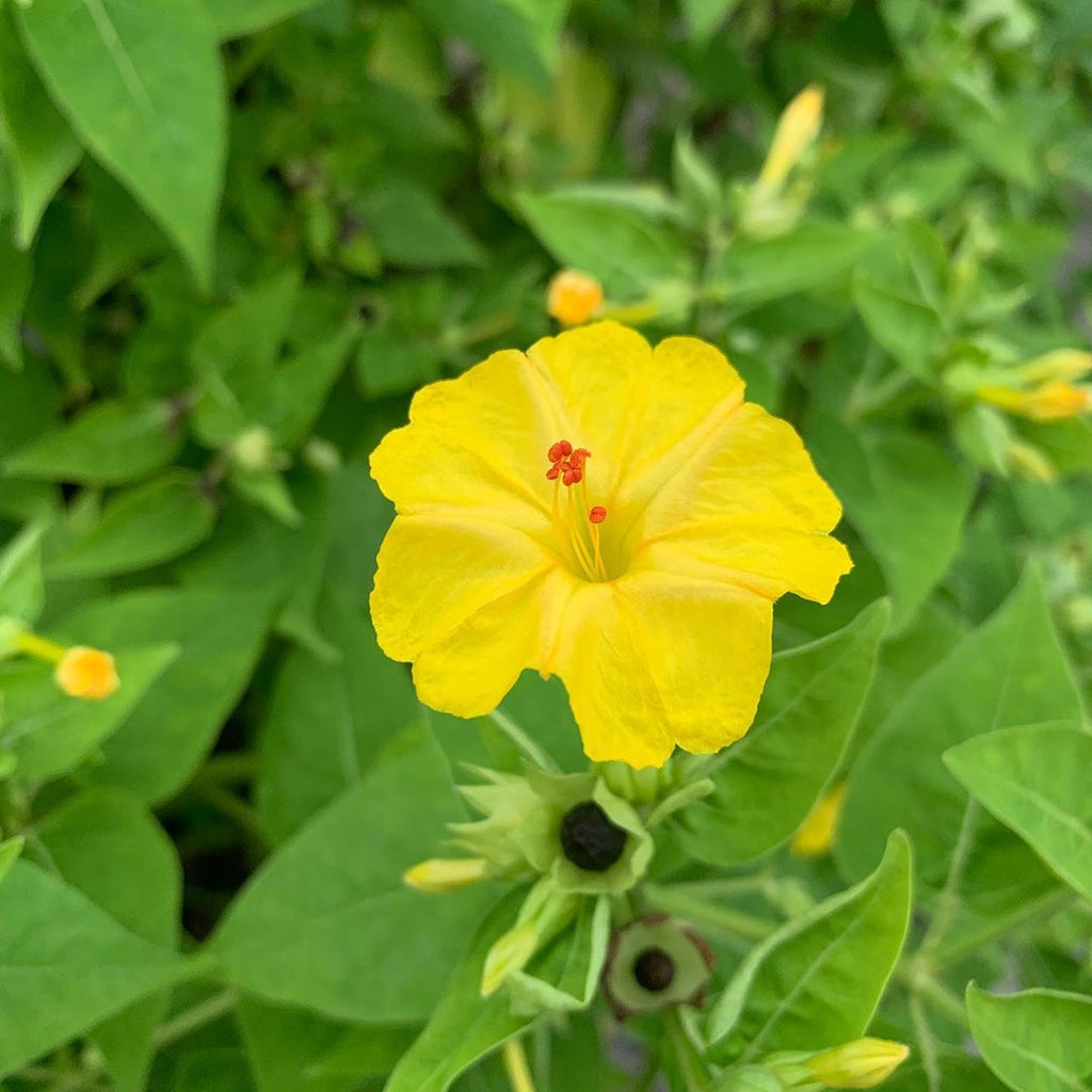 Yellow Marquezii Flower seeds for Planting Hardy Variety, Heirloom & GMO Free Seeds for Home Garden vegetable and garden seeds