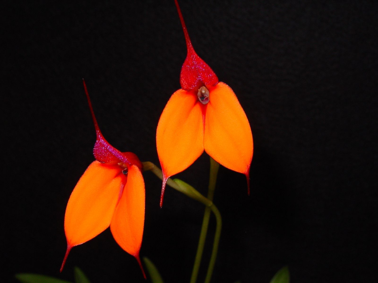 High quality Orange Utricularia Flower seeds for Planting Seasonal Bloomer, Heirloom & GMO Free Seeds for Home Garden seeds pack