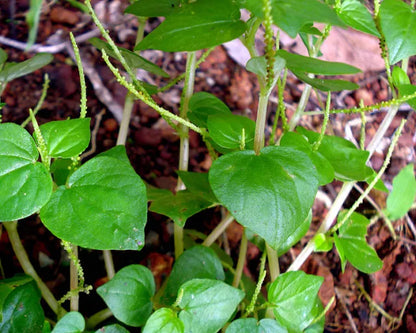 Heirloom Peperomia Pellucida Flower seeds for Planting Long Bloom Season Heirloom & GMO Free Seeds for Home Garden